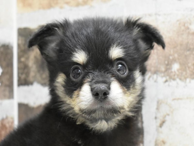 鳥取県のハーフ犬・ミックス犬 (ペッツワンFC鳥取店/2024年6月10日生まれ/男の子/ブラッククリーム)の子犬